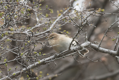 Phylloscopus sindianus lorenzii
