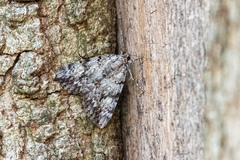 Catocala lineella