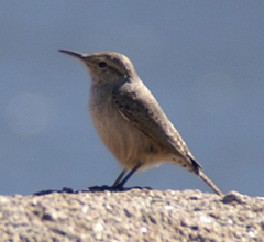Salpinctes obsoletus