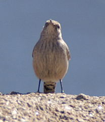 Salpinctes obsoletus