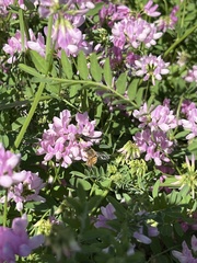 Apis mellifera