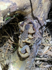 Centruroides limbatus