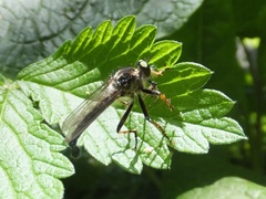 Neoitamus angusticornis