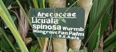 Licuala spinosa