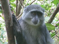 Cercopithecus mitis albogularis