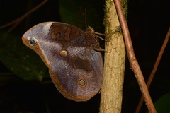 Catoblepia xanthicles