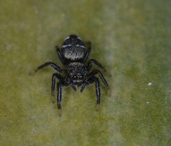 Paraphidippus basalis