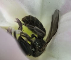 Halictidae