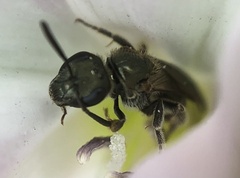 Halictidae