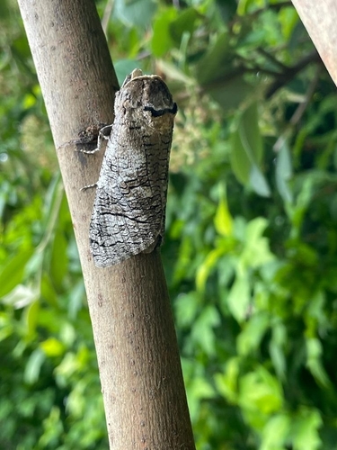 Cossus cossus