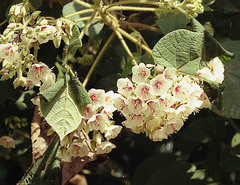 Dombeya torrida