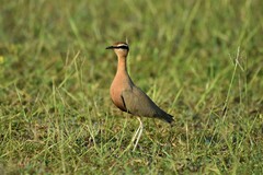 Cursorius coromandelicus