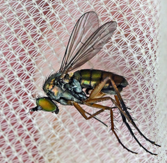 Dolichopus ungulatus