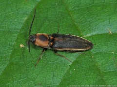 Megapenthes limbalis