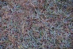 Pilosella castellana