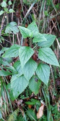 Ageratina adenophora image