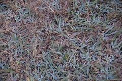 Pilosella castellana