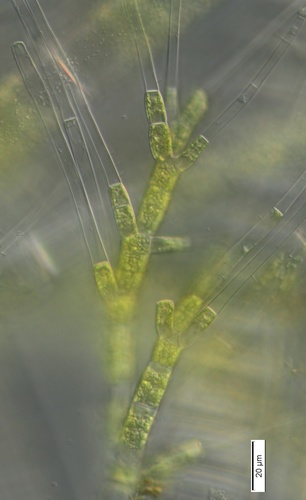 Stigeoclonium flagelliferum