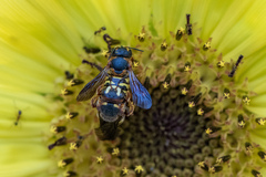 Dianthidium curvatum