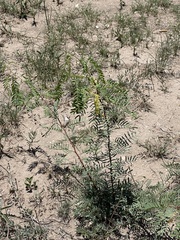Prosopis glandulosa