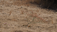 Eriogonum pusillum
