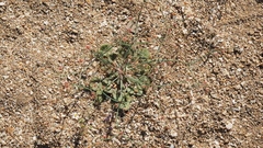 Eriogonum pusillum