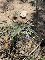 Solanum elaeagnifolium