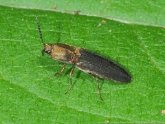 Limonius auripilis