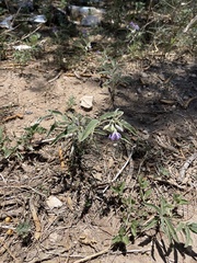 Solanum elaeagnifolium