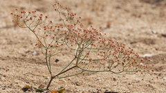 Eriogonum pusillum