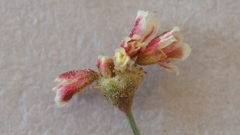 Eriogonum pusillum