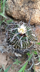 Echinofossulocactus phyllacanthus