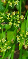 Hylaeus leptocephalus