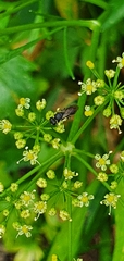 Hylaeus leptocephalus
