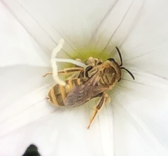 Halictus