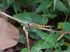 Brachydiplax farinosa