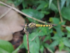 Brachydiplax farinosa