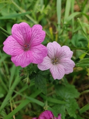 Geranium versicolor