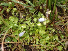 Hesperocodon hederaceus