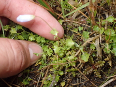 Hesperocodon hederaceus