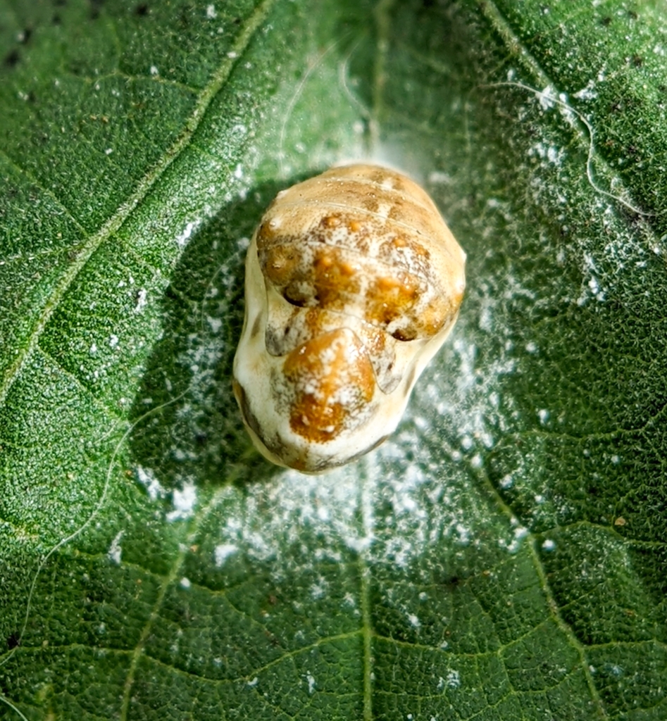 Apefly from 80, Judicial Layout, Yelahanka, Bengaluru, Karnataka 560065, India on June 22, 2022
