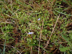 Hesperocodon hederaceus