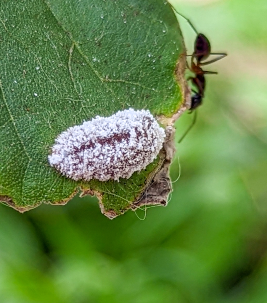 Spalgis epeus