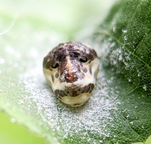 Jolaha Insect Photo 208250734, (c) Harsha Jayaramaiah, some rights reserved (CC BY ...
