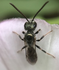 Halictini