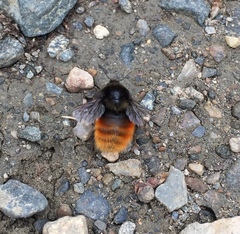 Bombus alpinus