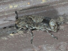 Ozotomerus japonicus