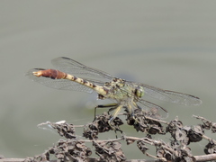 Arigomphus submedianus