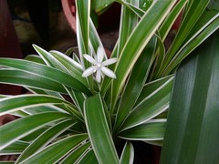 Chlorophytum laxum