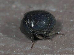 Germarostes globosus